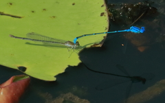 Pseudagrion cingillum