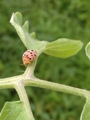 Henosepilachna vigintioctopunctata