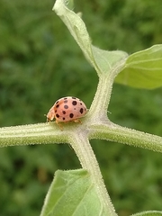 Henosepilachna vigintioctopunctata