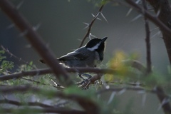 Melaniparus cinerascens