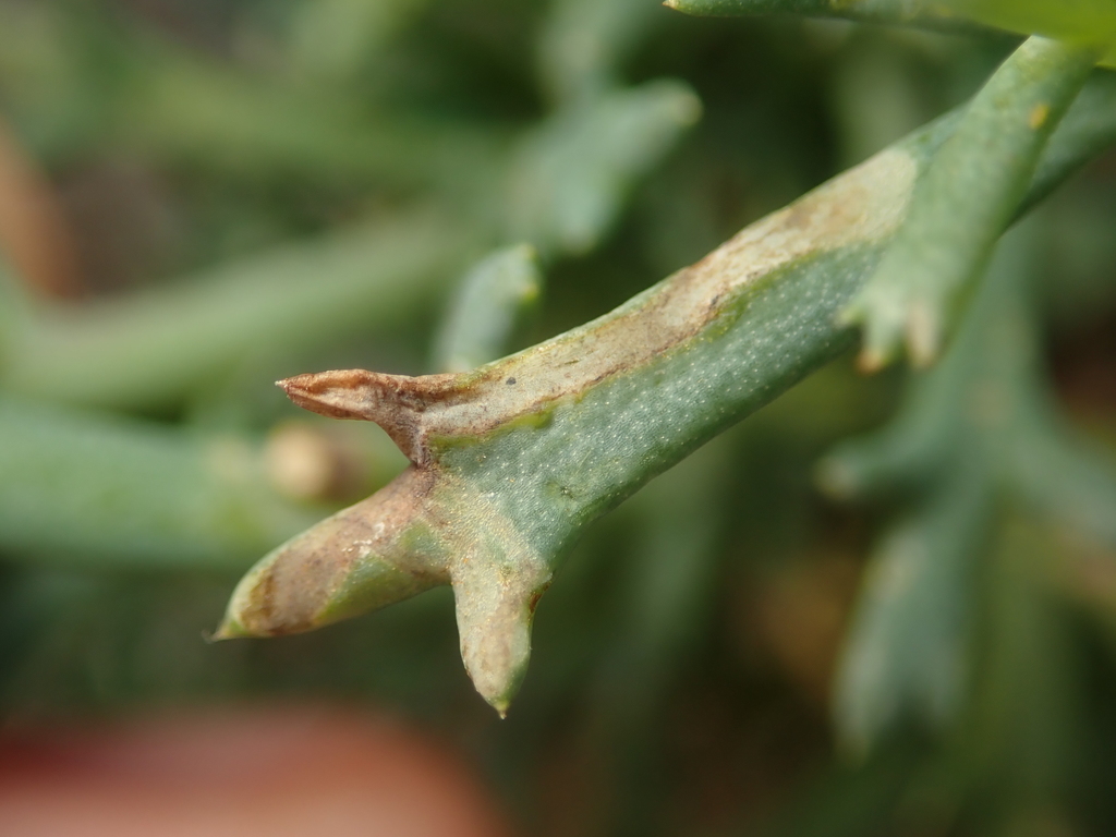 Bucculatrix chrysanthemella