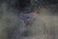 Lepus capensis