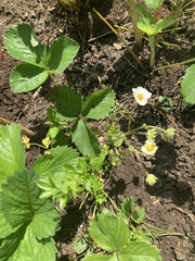 Fragaria × ananassa