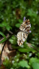 Enchoria lacteata