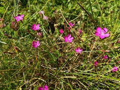Dianthus deltoides deltoides