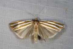 Hednota bivittella
