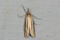 Hednota bivittella