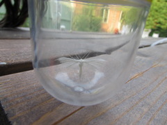 Pterophorus pentadactyla