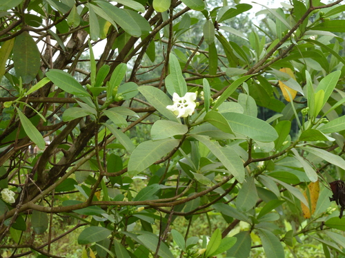 Wild Frangipani