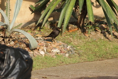 Acridotheres cristatellus