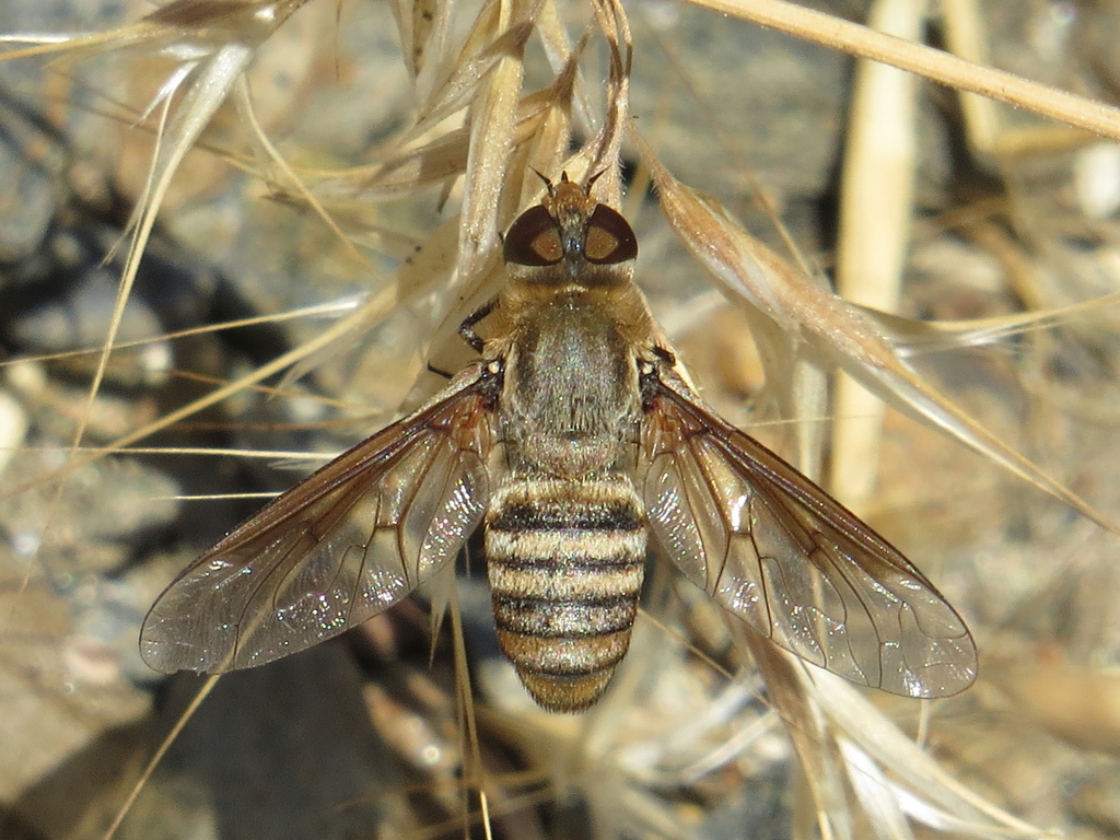 Exoprosopa minos