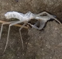 Mantoidea