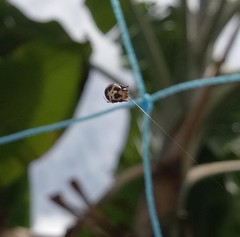 Anepsion maritatum