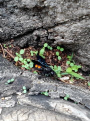 Pygodasis ephippium ephippium