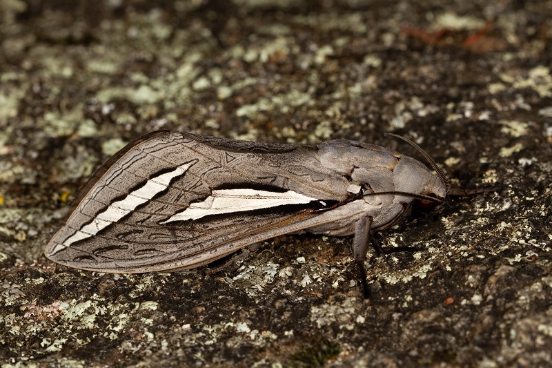 Magnificent Ghost Moth