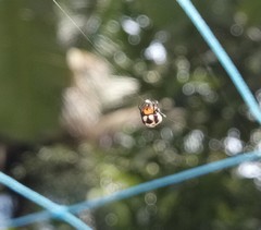 Anepsion maritatum