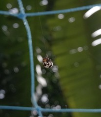 Anepsion maritatum
