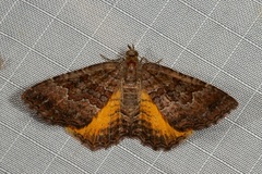 Chrysolarentia bichromata