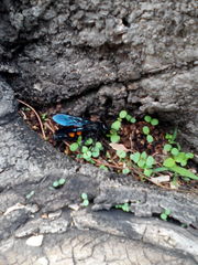 Pygodasis ephippium ephippium