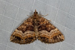 Chrysolarentia lucidulata