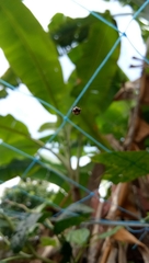 Anepsion maritatum