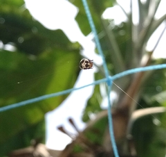 Anepsion maritatum
