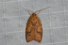 Oligoloba severa