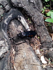 Pygodasis ephippium ephippium