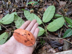Salacia columna