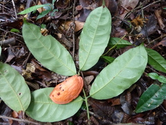 Salacia columna