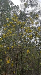 Acacia aulacocarpa