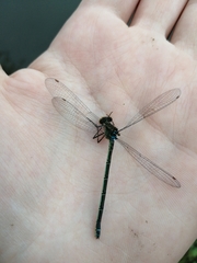 Erythromma najas humerale