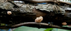 Fungi