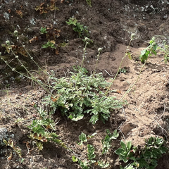 Acaena pinnatifida californica