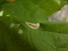 Phyllonorycter joannisi
