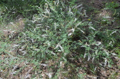 Astragalus melilotoides