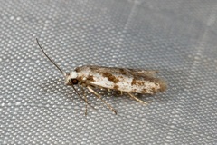 Oxythecta hieroglyphica