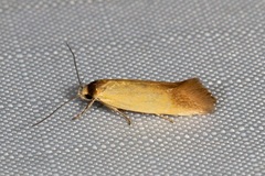 Phauloplana illuta