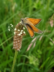 Thymelicus sylvestris
