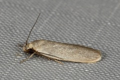 Scieropepla