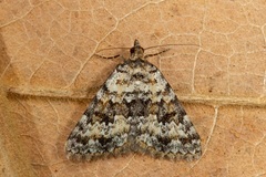 Dichromodes disputata