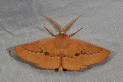 Monoctenia falernaria