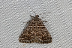 Dichromodes explanata