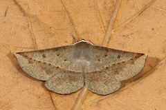 Phallaria ophiusaria