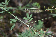 Astragalus melilotoides