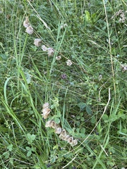 Rhinanthus serotinus