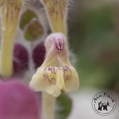 Scutellaria utriculata