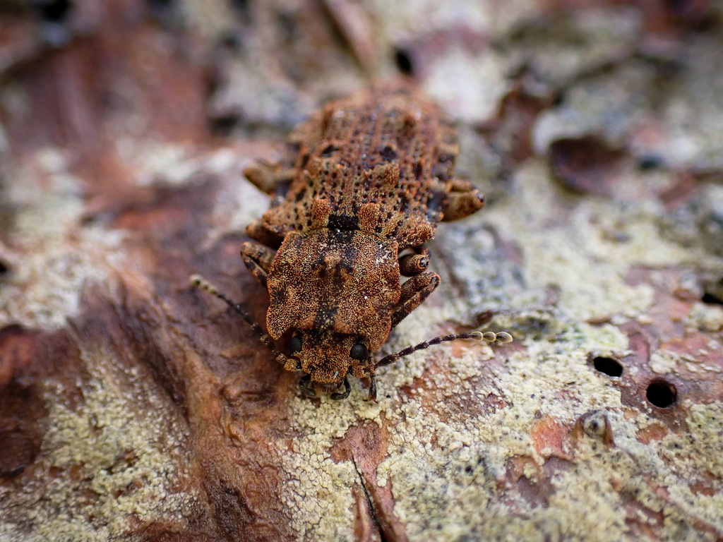 Syrphetodes obtusus