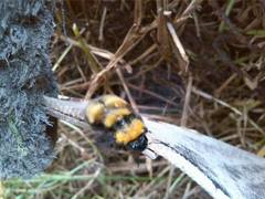 Bombus hortulanus