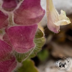 Scutellaria utriculata